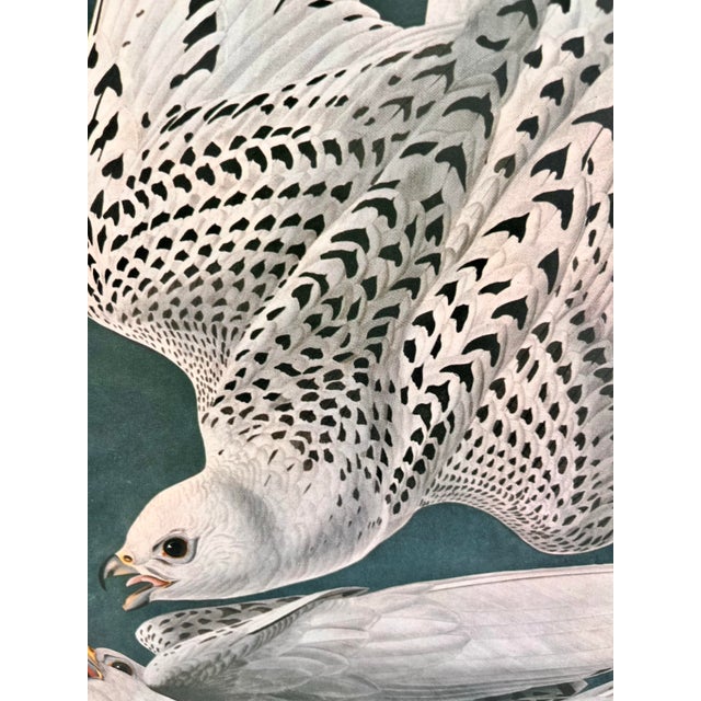 Paper 1964 Audubon Folio Lithograph Great Bird Paintings – “Iceland or Tee Falcon” 17x14 For Sale - Image 7 of 7