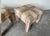 Mid-Century Modern Pair of Mid-Century Modern Parsons Stools in the Style of Milo Baughman For Sale - Image 3 of 12