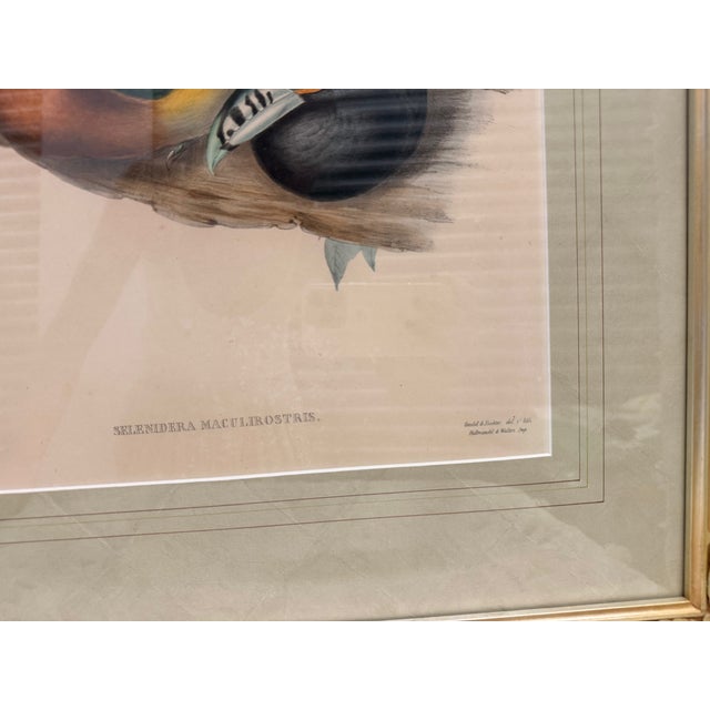 Mid 19th Century Framed John Gould Original Print Selenidera Maculirostris Toucanet Ornithological Print in Gilt Frame For Sale - Image 4 of 4
