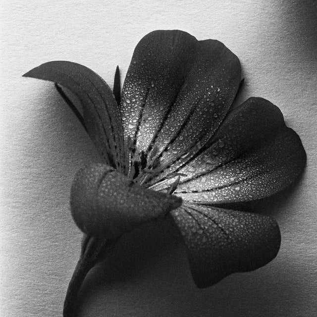 Contemporary Ugne Pouwell, Four Ocean Pearls, 2024, Photography For Sale - Image 3 of 6