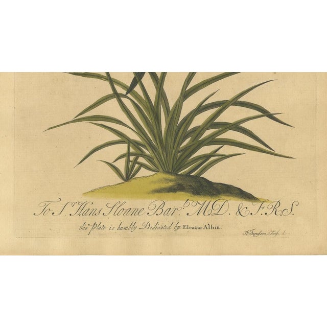 Early 18th Century E. Albin, Butterflies on Grasses with Caterpillar, Hand-Colored Engraving, 1720 For Sale - Image 5 of 10