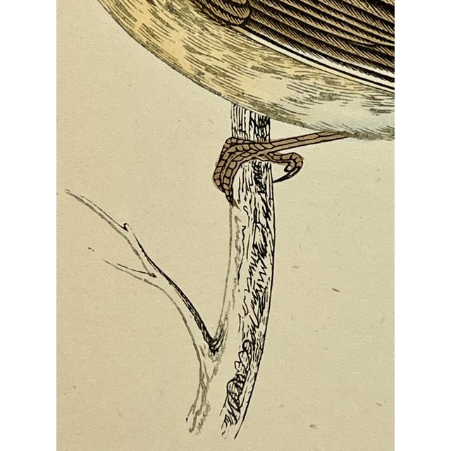 Antique Hand Tinted Bird Print From England Featuring a Brown & Tan Twite - Circa 1880 For Sale - Image 9 of 11