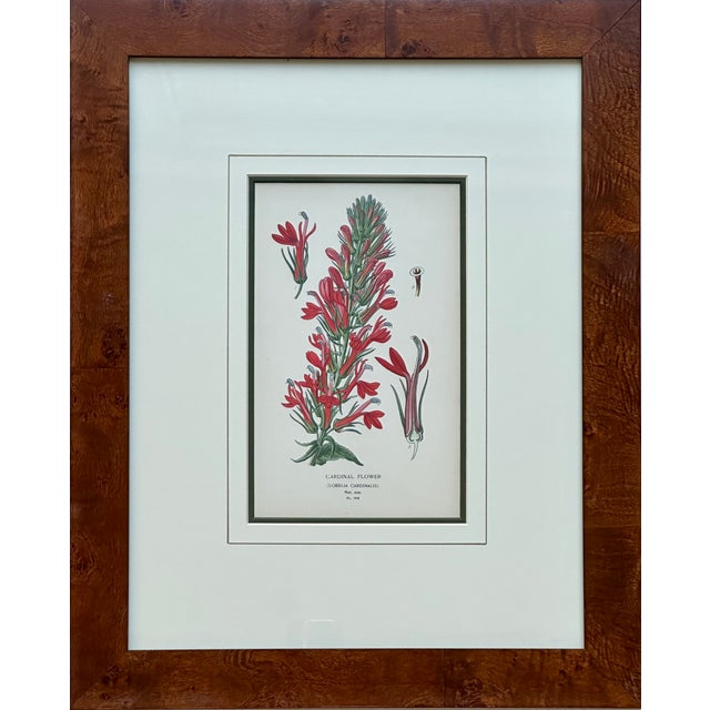 Illustration Honeysuckle & Cardinal Flowers, Framed Original Botanical Prints by Watson, 1896 - Set of 2 For Sale - Image 3 of 6