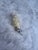 Glass Mid-Century European Glass Rabbit Clip Ornament For Sale - Image 7 of 10