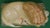 Traditional Staffordshire Recumbent Lion For Sale - Image 3 of 4