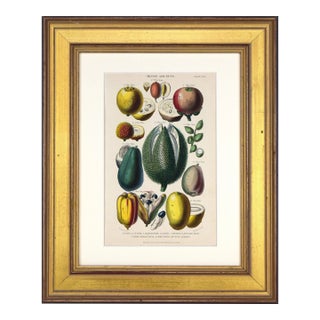 19th C Antique Hand Colored Tropical Fruit Print by William Rhind, London 1874 For Sale