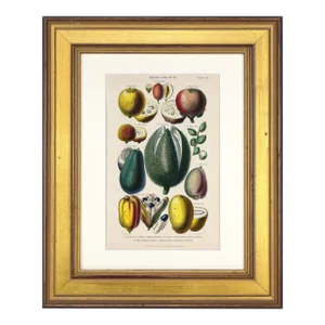 19th C Antique Hand Colored Tropical Fruit Print by William Rhind, London 1874