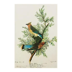 1966 Vintage Cottage Print "Cedar Bird" After John James Audubon