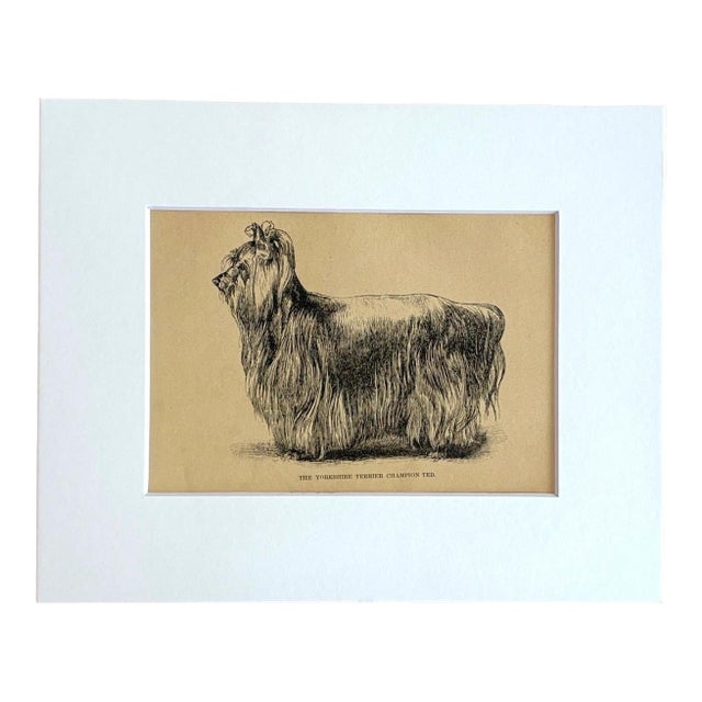 Antique Dog Print in 8 x 10 Mat, ca. 1890: The Yorkshire Terrier Champion Ted For Sale