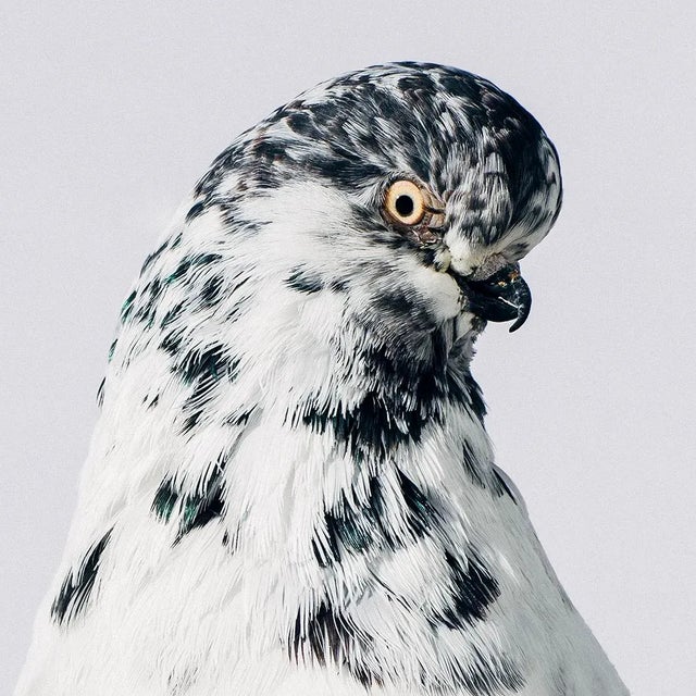 Contemporary Contemporary Limited Edition English Long Faced Tumbler Pigeon Print by Brendan Burden (40x50") For Sale - Image 3 of 4