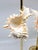 Brass Candlesticks Shells Seashells Pair For Sale - Image 11 of 15