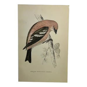 Antique Hand Tinted Bird Print From England Featuring an American White-Winged Crossbill - Circa 1888