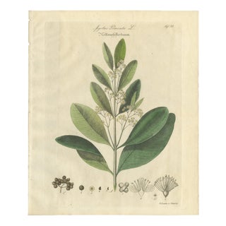 Myrtus Pimenta, 1800s, Paper For Sale