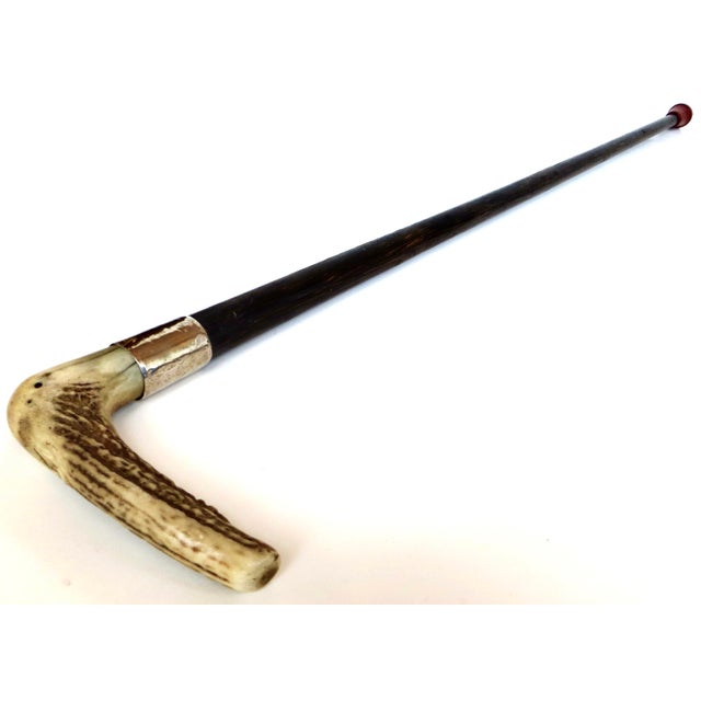 Highly figured stag horn handle, turn of the 19th century walking stick with a round walnut shaft in original finish and...