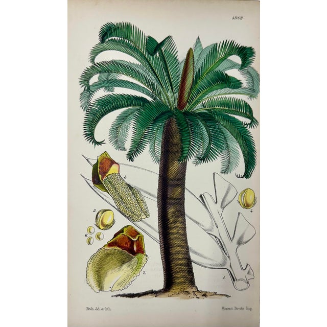 Set of 4 original copper engraving tropical botanicals by William Curtis. Unframed. Dimensions: 6" x 9.5" each print, 20"...