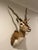 Vintage African Gazelle Shoulder Mount Taxidermy With Horns For Sale - Image 12 of 12