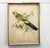 Nature Illustration of a Bird of the Species Sylvia Atricapilla, 1950s For Sale - Image 4 of 15