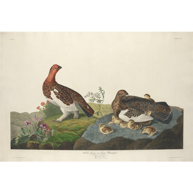Vintage John James Audubon Reproduction Prints —Grouse, Shrike, Finch, Titmouse, Wren, Falcon, Crossbill and Warbler - Collection of 4 For Sale - Image 9 of 9