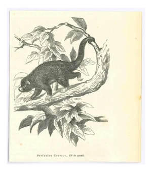 Paul Gervais, Prehensile-Tailed Porcupine, 1854, Lithograph