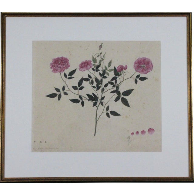 Red Camellia Rose Chinese Watercolour For Sale