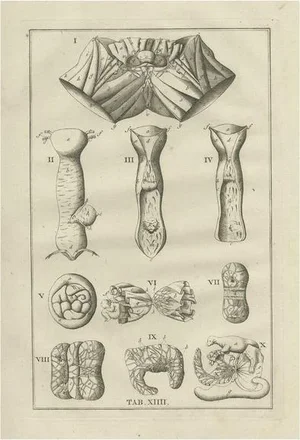 Bartolomeo Eustachi, Anatomy Illustration of the Female Reproductive Organs, 1798, Print