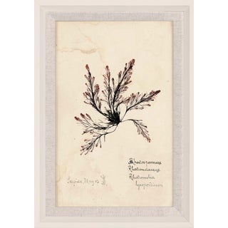 Capistrano Seaweed 15, Small, Framed Artwork For Sale