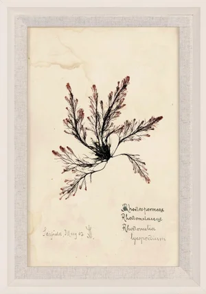 Capistrano Seaweed 15, Small, Framed Artwork
