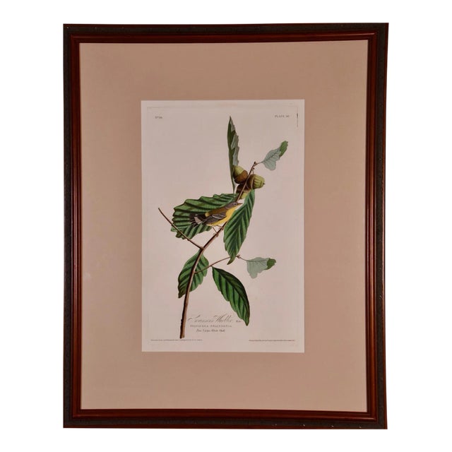 Swainson's Warbler: A Framed Original Hand-Colored Audubon Folio Bird Engraving, 1828 For Sale