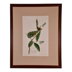 Swainson's Warbler: A Framed Original Hand-Colored Audubon Folio Bird Engraving, 1828