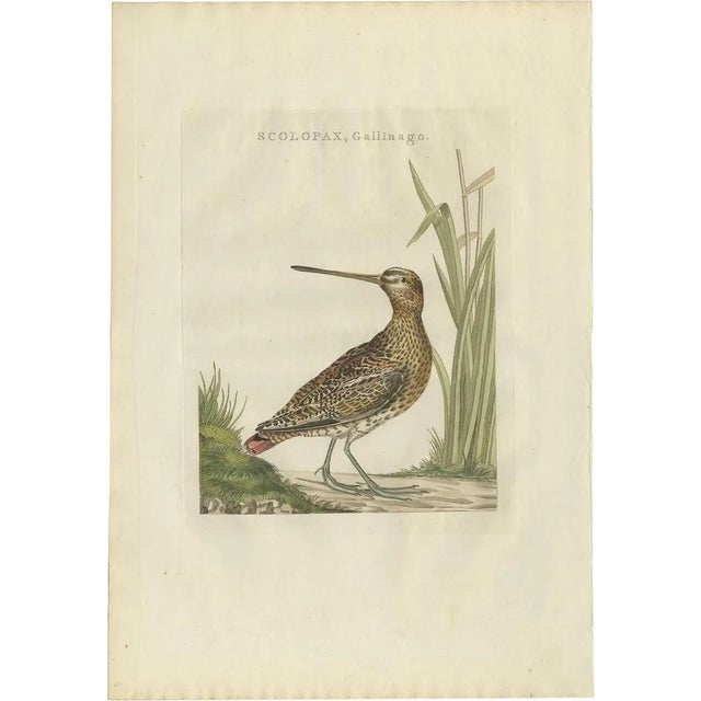 Sepp & Nozeman, Common Snipe, 1797, Paper For Sale