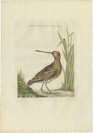 Sepp & Nozeman, Common Snipe, 1797, Paper