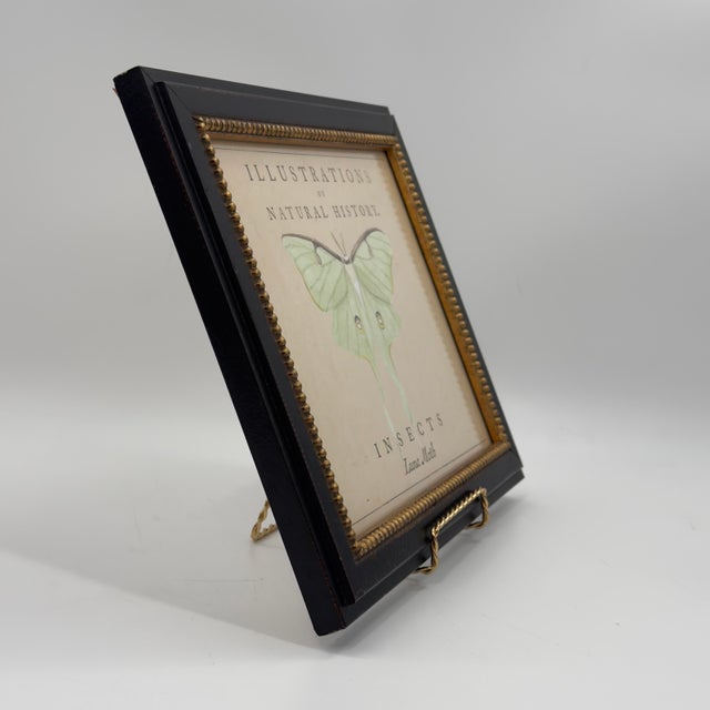 Vintage natural history insect print featuring a pale green Luna moth, titled Illustrations of Natural History – Insects,...