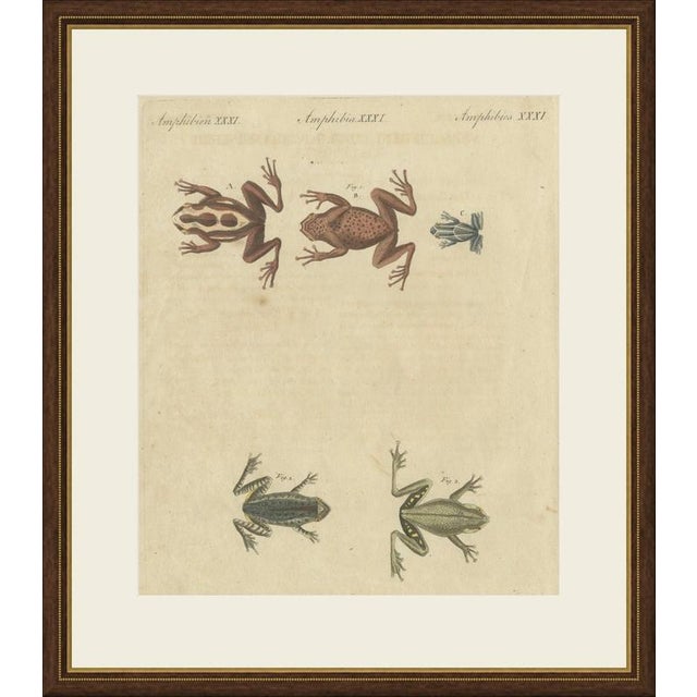 This antique frog print shows five frogs seen from above, including a small blue striped frog and a spotted brown frog, on...