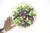 Traditional Vintage 11” Italian Renaissance Revival Hand Painted Plum Fruit Plate Made in Italy Faïence Ceramic For Sale - Image 3 of 7