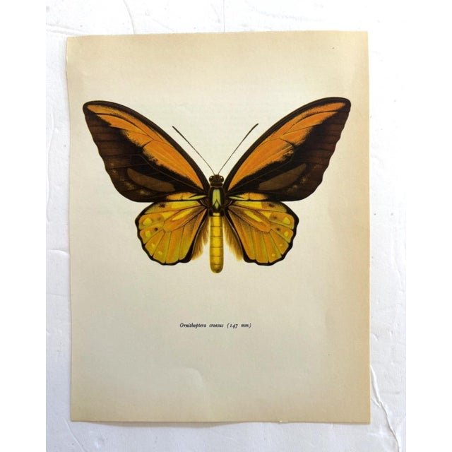 Up for sale is this gorgeous lithograph by F. Prochazka, published in Great Britain in 1965. It is in excellent, gently-...