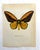 Up for sale is this gorgeous lithograph by F. Prochazka, published in Great Britain in 1965. It is in excellent, gently-...