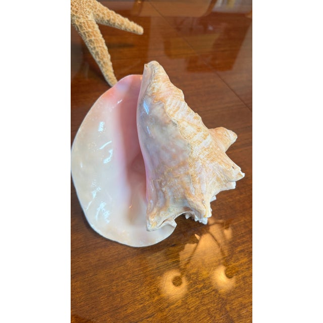 Large Conch Shell 7" X 8"" Nautical Decor Sea Shell Ocean Beach Pink White. For Sale - Image 16 of 16