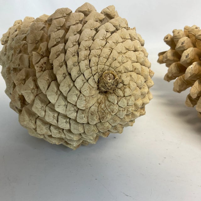Vintage Arts & Crafts Farmhouse Americana Bleached Pinecones - A Pair, Thanksgiving For Sale - Image 11 of 11