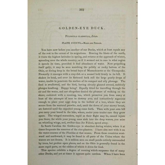 Audubon Golden Eye Duck: An Original 1st Edition Hand Colored Audubon Bird Lithograph, 1840 For Sale In San Francisco - Image 6 of 6