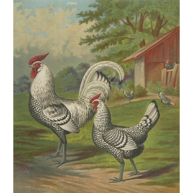 Late 19th Century After Förster, Refined Silver Spangled Hamburg Chicken, 19th Century, Lithograph For Sale - Image 5 of 10