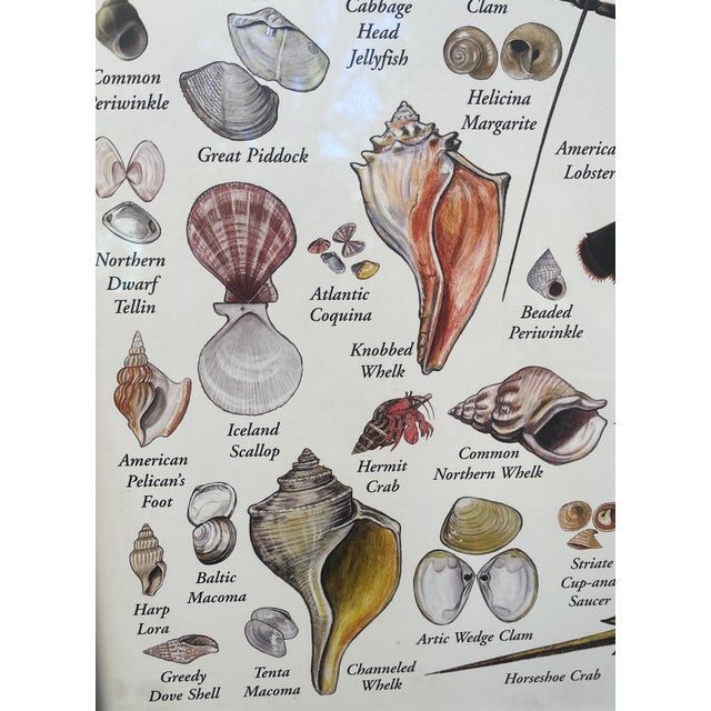 White Nautical Poster of Shells & Beach Life of the New England Coast Framed Under Glass For Sale - Image 8 of 9