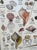 White Nautical Poster of Shells & Beach Life of the New England Coast Framed Under Glass For Sale - Image 8 of 9