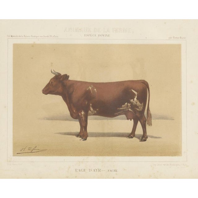 Olivier De Penne, Ayrshire Cow, Scottish Dairy Cattle, 1863, Chromolithograph For Sale - Image 9 of 9