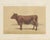 Olivier De Penne, Ayrshire Cow, Scottish Dairy Cattle, 1863, Chromolithograph For Sale - Image 9 of 9