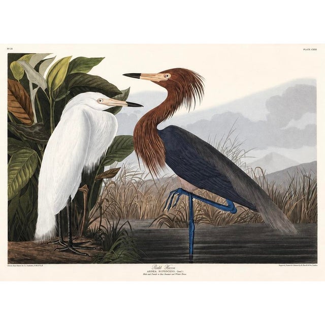 Purple Heron: Adult and Young from the Princeton Audubon Limited Edition, a limited-edition modern reproduction of one of...