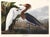 Purple Heron: Adult and Young from the Princeton Audubon Limited Edition, a limited-edition modern reproduction of one of...