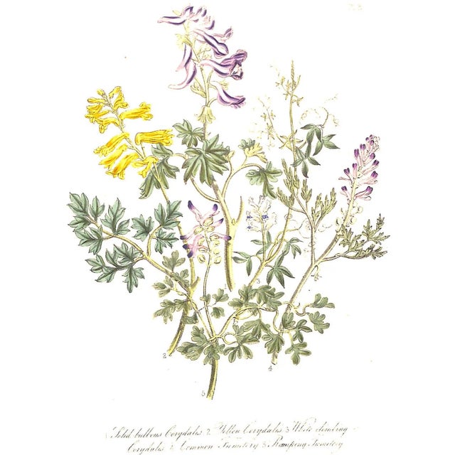 "British Wild Flowers" 1846 Mrs. Loudon For Sale - Image 10 of 12