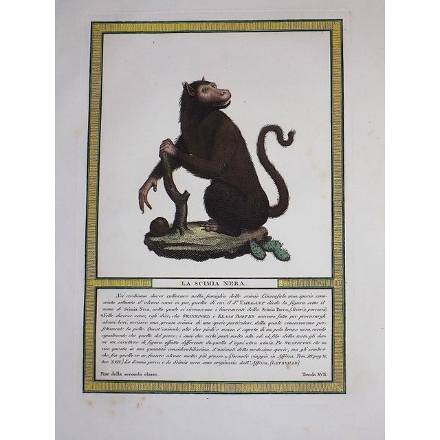 Exquisite set of three (3) antique 18th century hand colored copperplate engravings depicting very expressive monkeys....