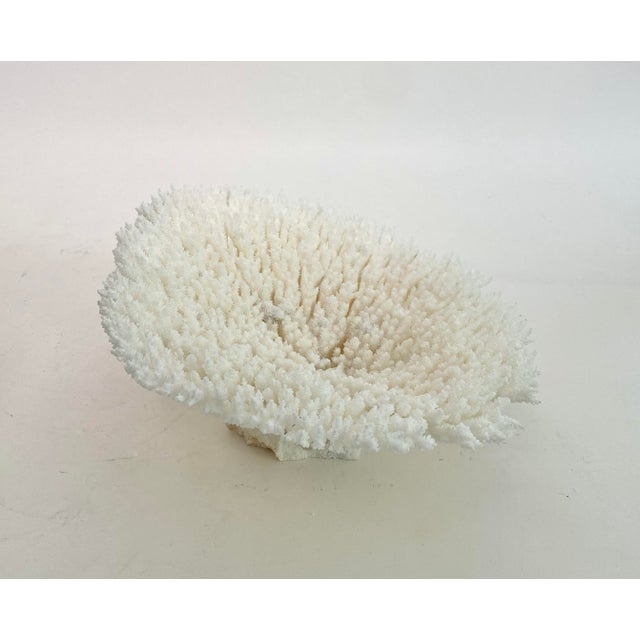 Natural White Table Coral Specimen Coastal Decor For Sale In Los Angeles - Image 6 of 9