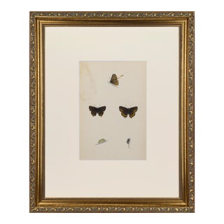 19th Century Antique Morris Butterfly Print Hand Colored Lithograph 1853 For Sale